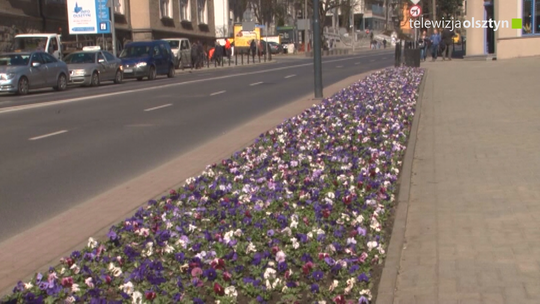 15 tysięcy kwiatów ozdobiło centrum Olsztyna 