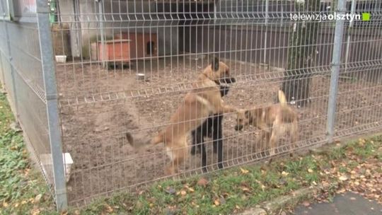 16 grudnia rusza świąteczny "Bieg na sześć łap"