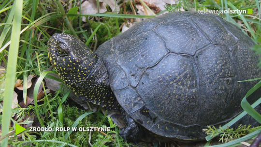 23 maja obchodzimy Światowy Dzień Żółwia