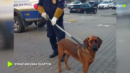 Agresywny pies. Interweniował Ekopatrol