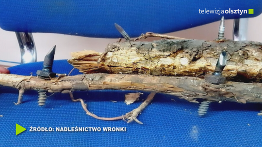 Amatorskie pułapki na ścieżkach