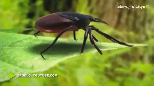Antybiotyki nie są jedynym antidotum na boreliozę