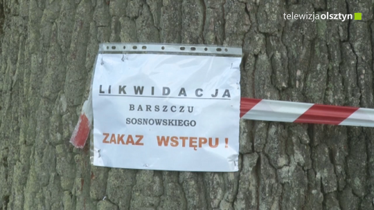 Barszcz Sosnowskiego w stolicy Warmii i Mazur