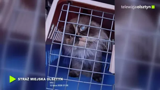 Bezdomne i ranne zwierzęta pod opieką
