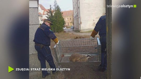 Borsuk w opałach Borsuk w opałach