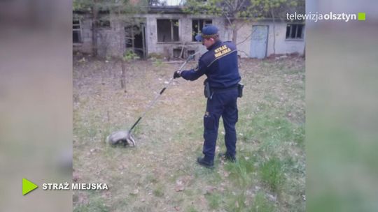Borsuk w studzience kanalizacyjnej