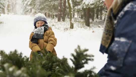 Boże Narodzenie 2022. Ile trzeba wydać na choinkę? [ARTYKUŁ]