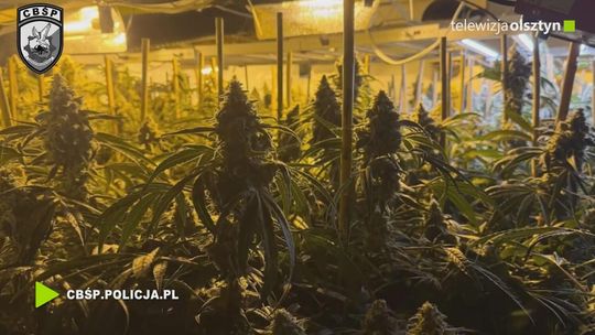 CBŚP rozbiło międzynarodową grupę produkującą marihuanę