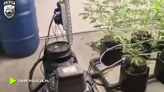 CBŚP zlikwidowało plantację konopi. Trzy osoby aresztowane