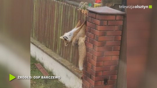 Chodził lisek koło drogi i w końcu utknął w płocie