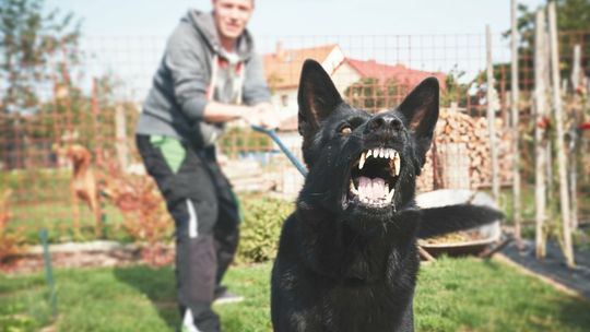 Domaga się obowiązkowej licencji na posiadanie psa. Nie chce być obszczekiwany [ARTYKUŁ]