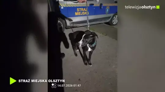 Dwa zgłoszenia, dwa psy uratowane