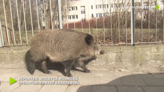 Dzik poszedł do przychodni ...