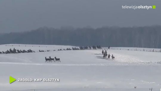Dzika natura na drogach