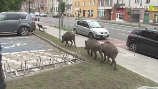 Dziki grasowały na ulicy Partyzantów