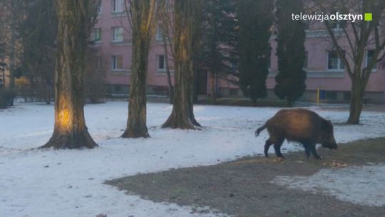 Dziki opanowały Olsztyn?