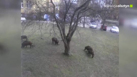 „Dziki” problem Olsztyna
