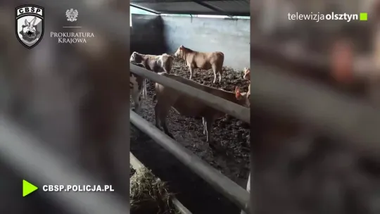 Grupa podejrzana o kradzież bydła wartego 300 tys. euro rozbita