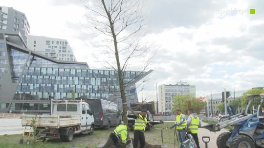 Imponujący dąb na Placu Solidarności