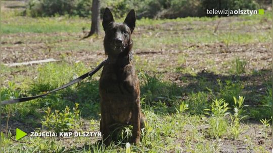 Jachu – nowy funkcjonariusz Oddziału Prewencji Policji w Olsztynie