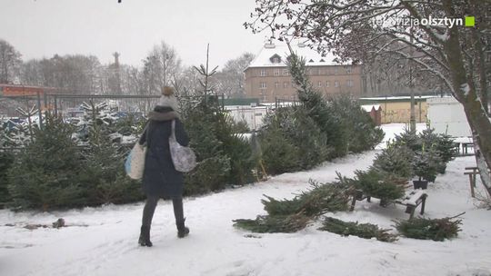 Jak to jest z legalnością choinek?