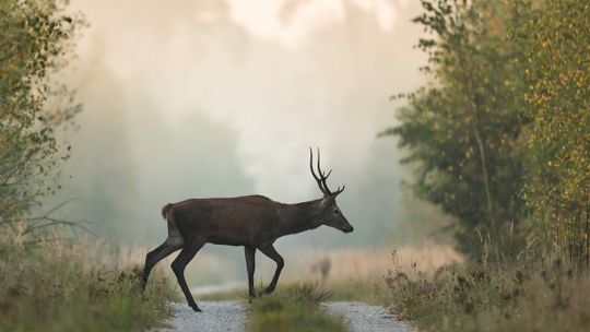 Jak zachować się podczas spotkania z dziką zwierzyną?