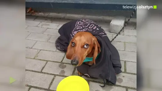 Jamnik pozostawiony bez opieki trafił do schroniska