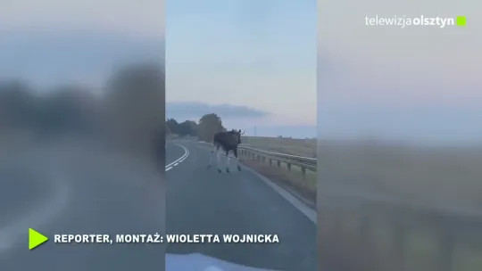 Jesienią uważaj na dzikie zwierzęta na drogach
