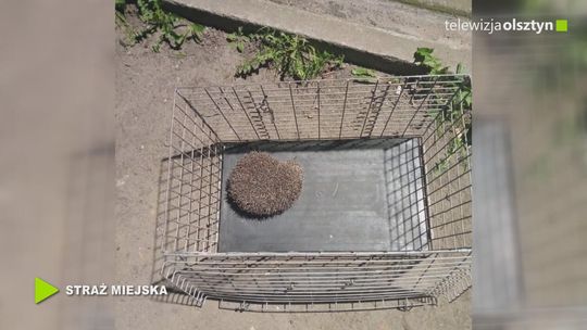 Jeż w okienku piwnicznym
