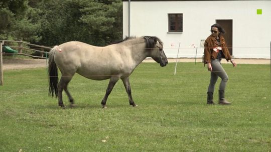 KOŃ JAKI JEST KAŻDY WIDZI