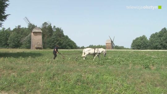 Koń jaki jest każdy widzi