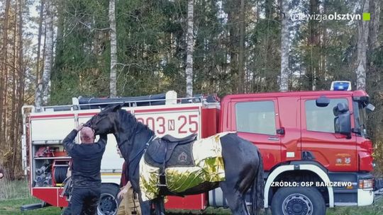 Koń uwięziony w rowie melioracyjnym