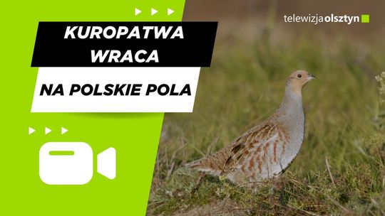Kuropatwa wraca na polskie pola.