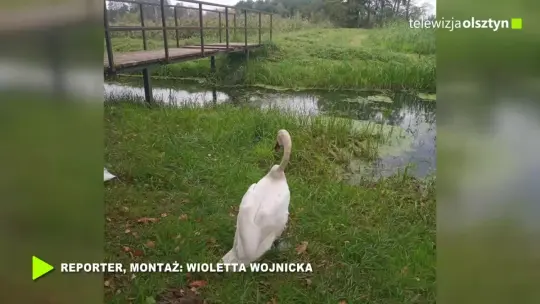 Łabędź z wizytą w olsztyńskiej ciepłowni