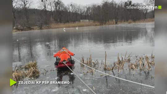 Łabędzie przymarzły do lodu