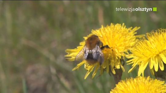 Lato sprzyja alergiom