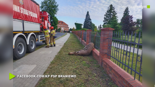 Łoś na ogrodzeniu