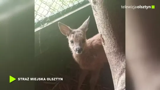 Mała sarenka uratowana z wykopu