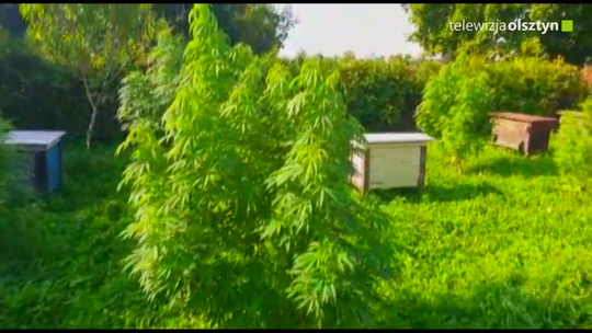 Marihuana w pasiekach