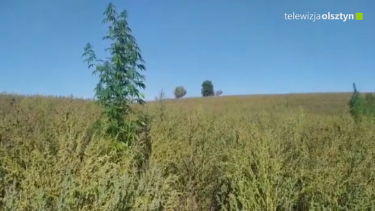 Marihuana w rejonach cmentarza. 
