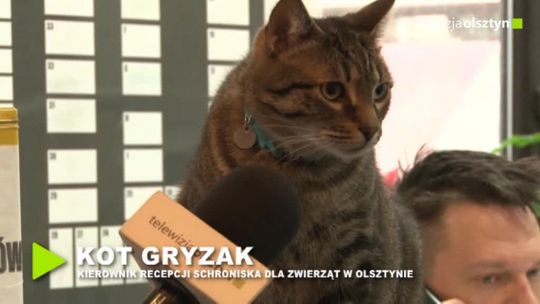 Marzec miesiącem sterylizacji zwierzaków domowych.