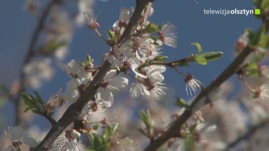 Miasto stawia na ekologię