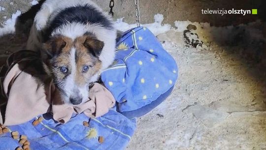 Mieli skrajnie zaniedbać psy - odpowiedzą za znęcanie się nad zwierzętami