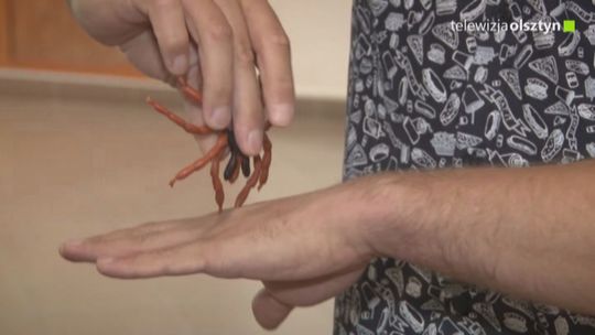 Mimo niewielkiego rozmiaru potrafią być naprawdę niebezpieczne