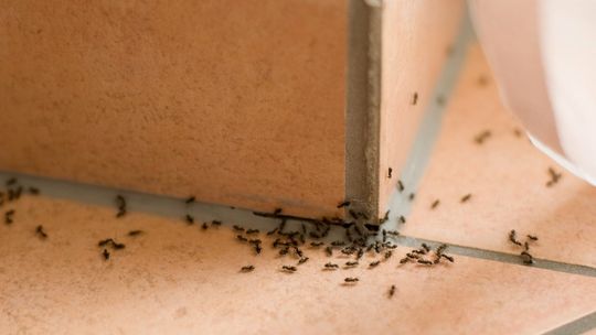 Mrówki w domu i bloku – jak się ich pozbyć?