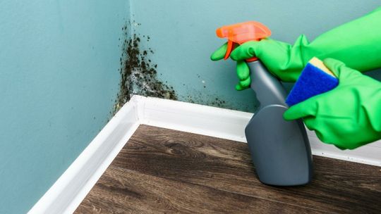 Naturalne sposoby na usunięcie pleśni ze ścian i sufitów