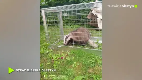 Niecodzienny gość na posesji