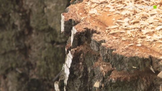 Niekontrolowane wycinki drzew na terenie Olsztyna 