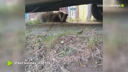 Nieproszony gość wrócił do lasu