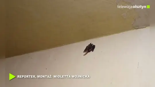 Nietoperz na klatce schodowej. Pomógł Ekopatrol